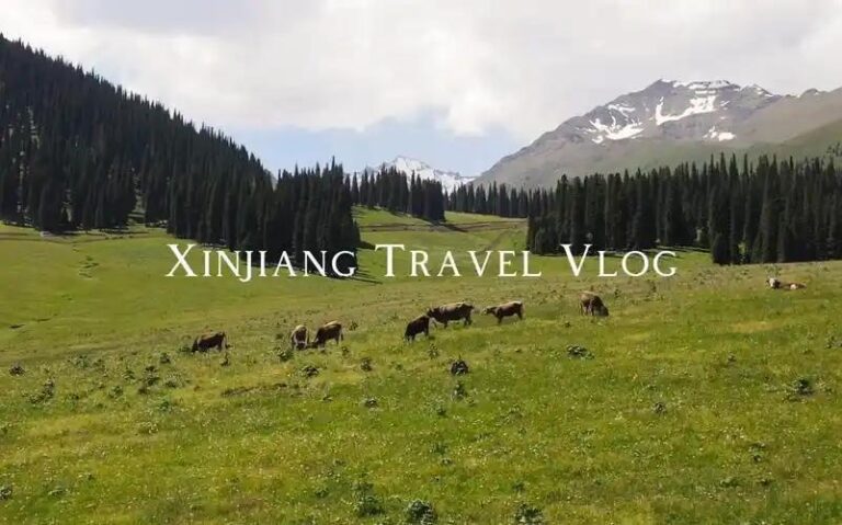 Xinjiang Dairy and Bread Guide