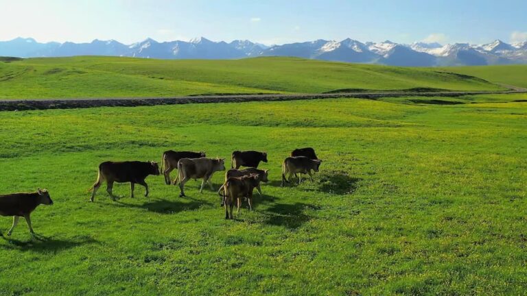 Xinjiang Family 10-Day Itinerary