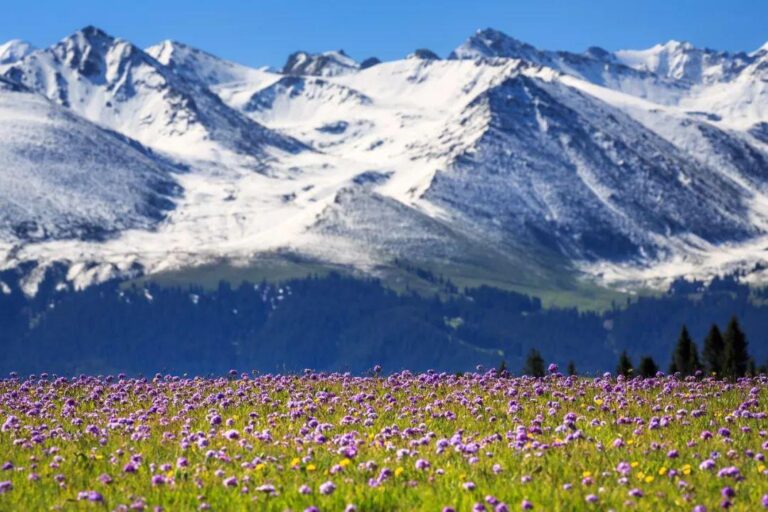 Xinjiang Lavender Season Guide